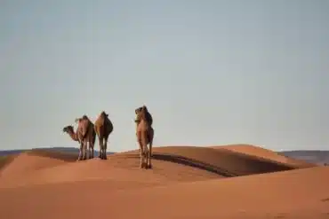 Azini Desert video