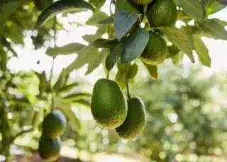 Costa Group Holdings in Takeover Talks with Paine Schwartz Partners Avocados Private Equity News Australia Private Equity News Asia